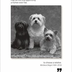 Pippins Tea Company Inc. General Store Card, All Occasion; Acquiring A Dog..